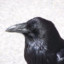 Crow