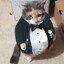 GATO MAFIOSO