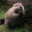Lil' Beaver