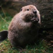 Lil' Beaver