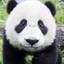找只熊猫烫火锅