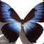 Morpho Cisseis