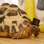 Turtle With A Top Hat