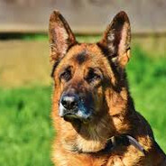 Inspetor Max ***********