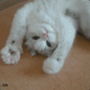 快来守好朕的江山