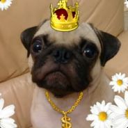 [Chicken-clan]~171 |<<  Ho C >>