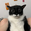 ඞFaZe scared kitty;((