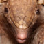armadillo