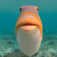 Funny Fish