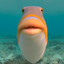 Funny Fish