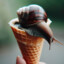 Snail Cone