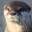 Otter
