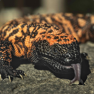 Gila monster