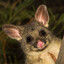 Possum