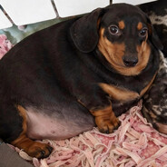 fat sas