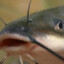 Channel Catfish