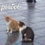 ɐƍох