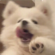 Samoyed