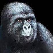 Gorilla