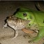 Not-Suspicious Frog