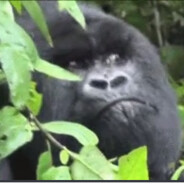 Ape1Banana