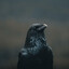 RavenCrusader