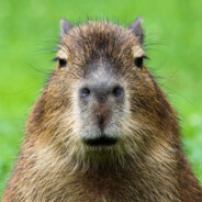 Epic Capybara
