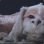 Falkor