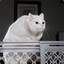 jumpcat....