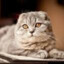 Max the cat