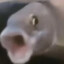 BT