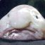 TheOneAndOnlyBlobfish