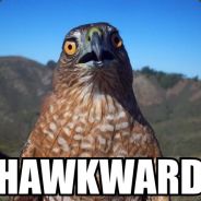 HAWKWARD