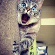 猫中自有强中喵