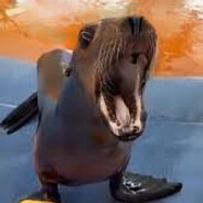 Лeв яйцi над зeмлey