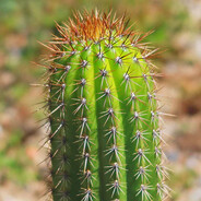 Cactus040