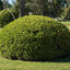 Totally Real Bush