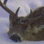 Coffeedeery's avatar