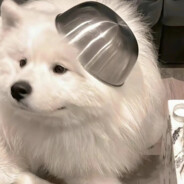 遇弱则弱遇强则睡