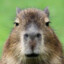 CAPYBARA