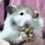 hamster rusher