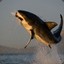 Flyingshark612