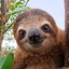 Sloth