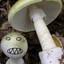 Aggressive Space Mushroom