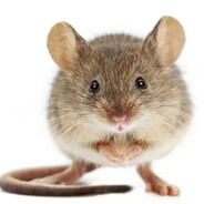 shabolda peak - steam id 76561199286296885