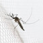 MOSQUITO HOUSE
