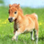 Midget Horse