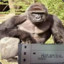 Zabil tě Harambe