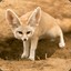 Desert fox