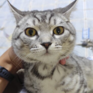 猫酱爱喝凉白开